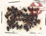Scientific lot no. 135 Dytiscidae (50 pcs)