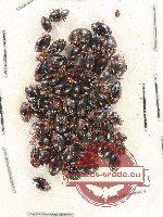 Scientific lot no. 118 Dytiscidae (ca 70 pcs)
