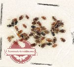 Scientific lot no. 132 Dytiscidae (50 pcs)