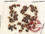 Scientific lot no. 137 Dytiscidae (67 pcs)