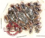 Scientific lot no. 130 Dytiscidae (24 pcs)