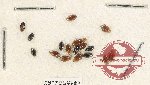 Scientific lot no. 133 Dytiscidae (17 pcs)