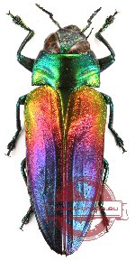Belionota tricolor (A2)