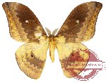 Syntherata sp. 1