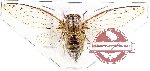 Cicadidae sp. 57