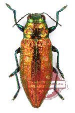 Chrysodema (s.str.) sp. 4