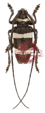 Cereopsius luhuanus