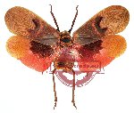 Scamandra collaris