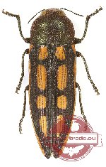 Castiarina octopunctata (A2)