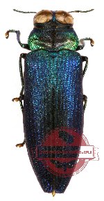 Coomaniela sp. 2