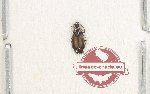 Lebiinae sp. 22