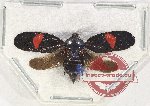 Cercopidae sp. 40