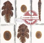 Scientific lot no. 14 Lampyridae (6 pcs)