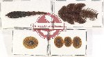 Scientific lot no. 13 Lampyridae (6 pcs)