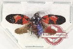 Cercopidae sp. 42 (unspread)