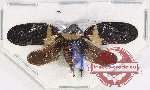 Cercopidae sp. 41