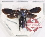 Scoliidae sp. 71