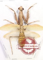 Hierodula sp. 1