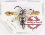 Scoliidae sp. 70