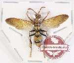 Polistes sp. 13