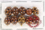 Scientific lot no. 117 Coccinelidae (10 pcs)