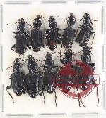 Scientific lot no. 724 Carabidae (10 pcs A2)