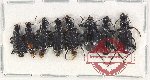 Scientific lot no. 723 Carabidae (8 pcs A2)