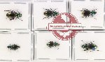 Scientific lot no. 725 Carabidae (6 pcs - 2 pcs A2)