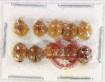 Scientific lot no. 116 Coccinelidae (10 pcs)