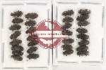 Elmidae Scientific lot no. 60 (30 pcs)
