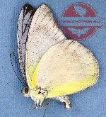 Appias celestina barea (2 pcs A-)