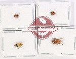 Scientific lot no. 516 Chrysomelidae (Cryptocephalini) (4 pcs)