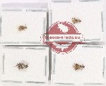 Bruchidae Scientific lot no. 25 (4 pcs)