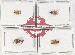 Bruchidae Scientific lot no. 23 (4 pcs)