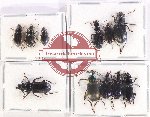 Scientific lot no. 730 Carabidae (11 pcs)
