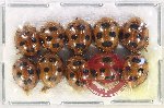 Scientific lot no. 115 Coccinelidae (10 pcs)
