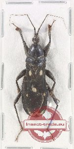 Reduviidae sp. 30