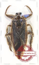 Lethocerus sp. 5
