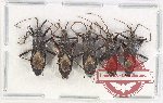 Scientific lot no. 163PP Heteroptera (5 pcs)