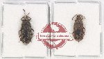 Scientific lot no. 161PP Heteroptera (2 pcs A2)