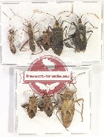 Scientific lot no. 1167 Heteroptera (8 pcs - 5 pcs A2)