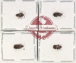 Scientific lot no. 162 A Heteroptera (4 pcs A2)