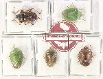 Scientific lot no. 160A Heteroptera (5 pcs A-, A2)