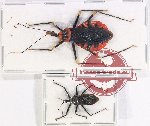 Scientific lot no. 164PP Heteroptera (2 pcs A2)