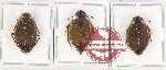Scientific lot no. 165PP Heteroptera (3 pcs - 1 pc A2)