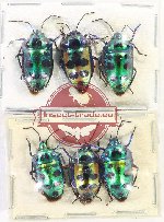 Scientific lot no. 1166 Heteroptera (6 pcs A2)