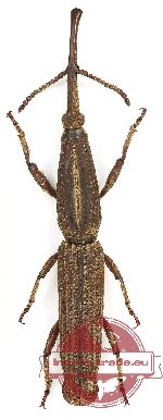 Brenthidae sp. 23