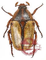 Anisorrhina (Melinesthes) umbonata (A2)