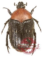 Clinteroides permutans (red form) (A2)