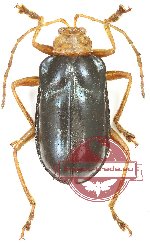 Chrysomelidae sp. 72 (A2)